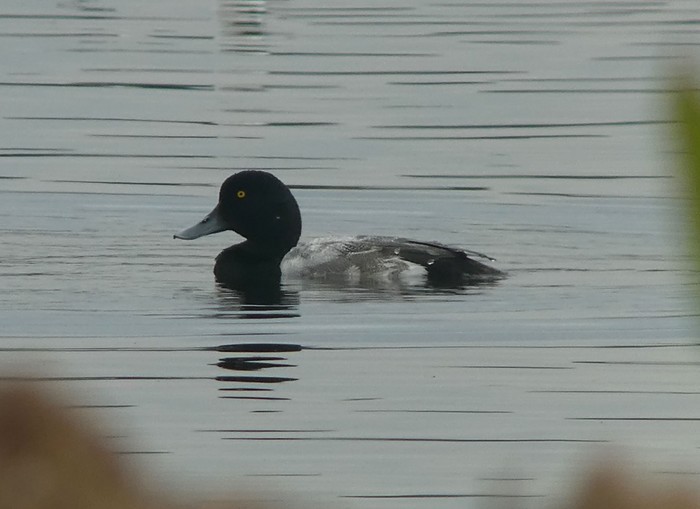 Scaup