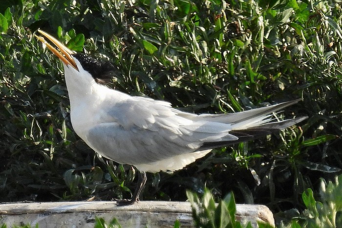 Elegant Tern