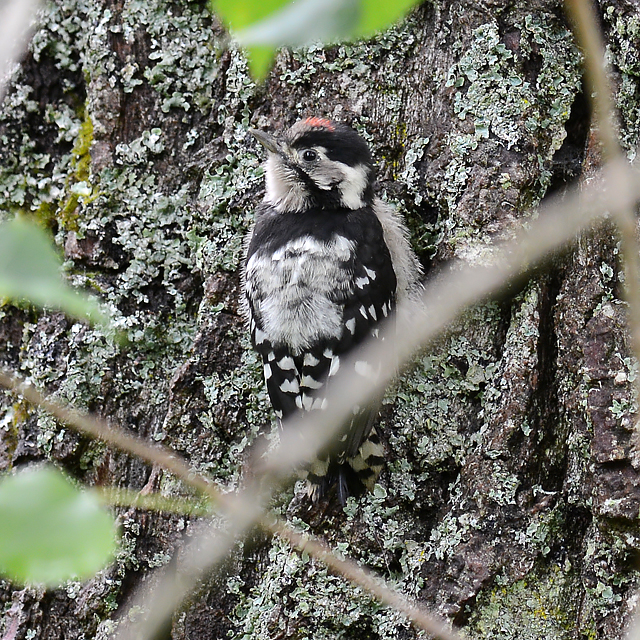 Lesser Spotted Woodpecker