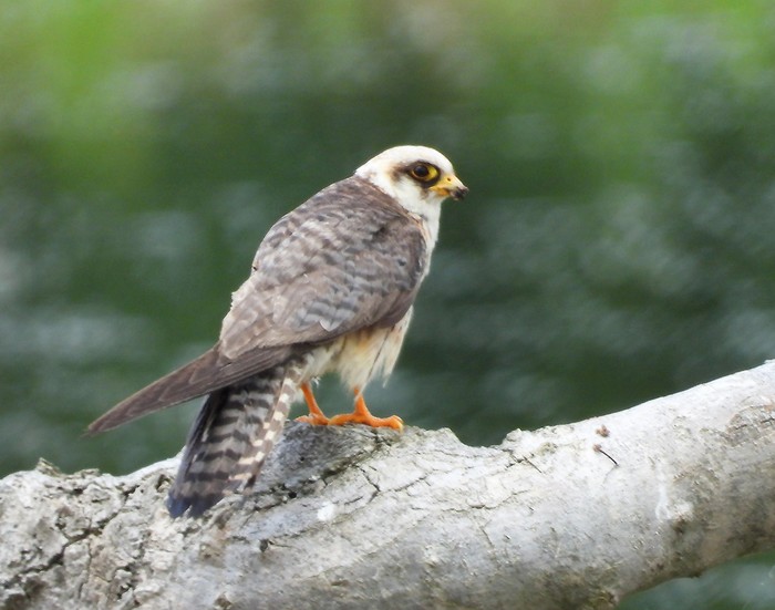 Red-footed Falcon