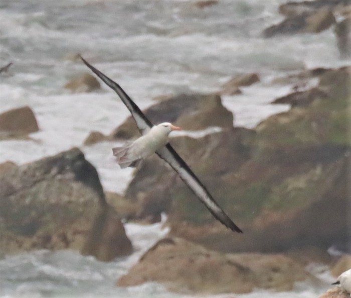 Black-browed Albatross