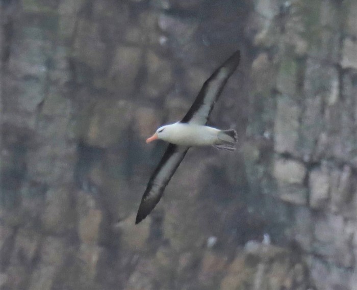 Black-browed Albatross