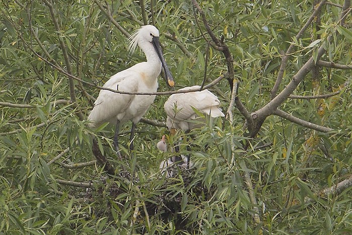 Spoonbill