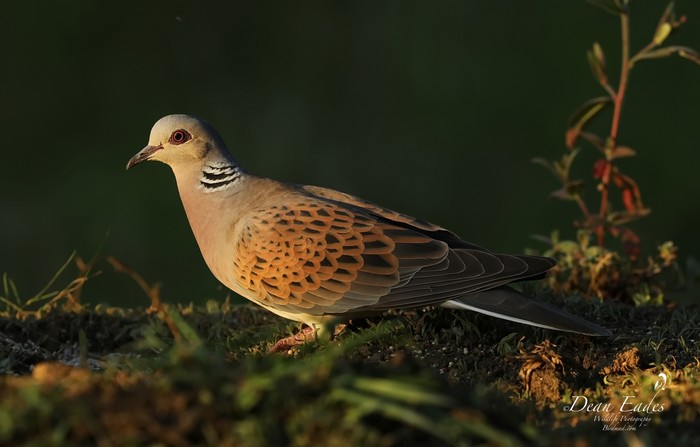 Turtle Dove