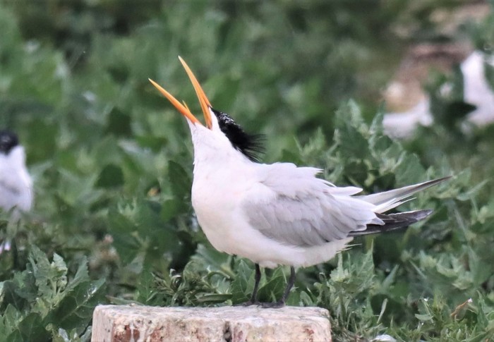 Elegant Tern