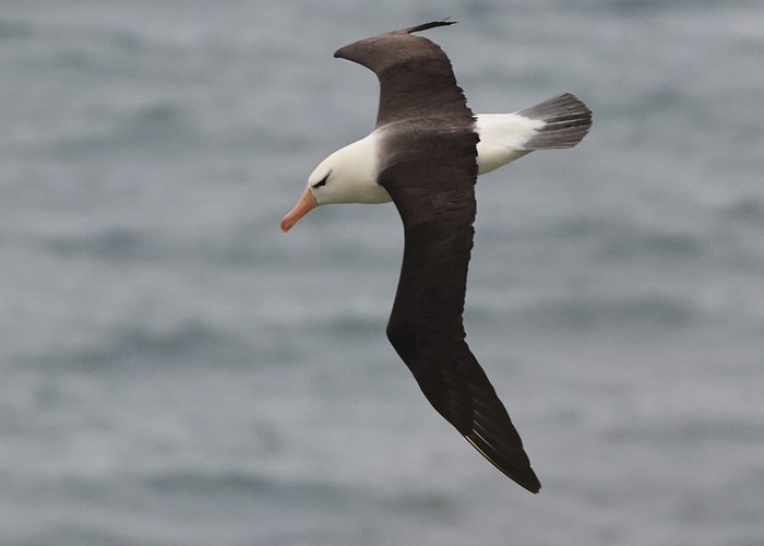 Black-browed Albatross