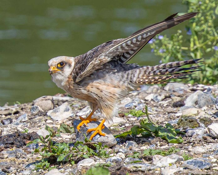 Red-footed Falcon