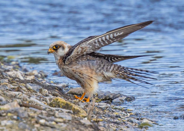 Red-footed Falcon