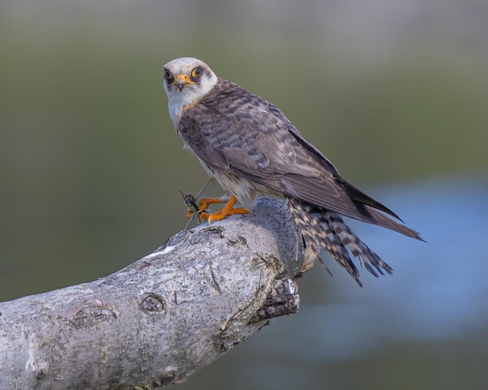 Red-footed Falcon