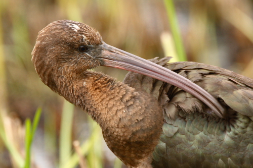Glossy Ibis
