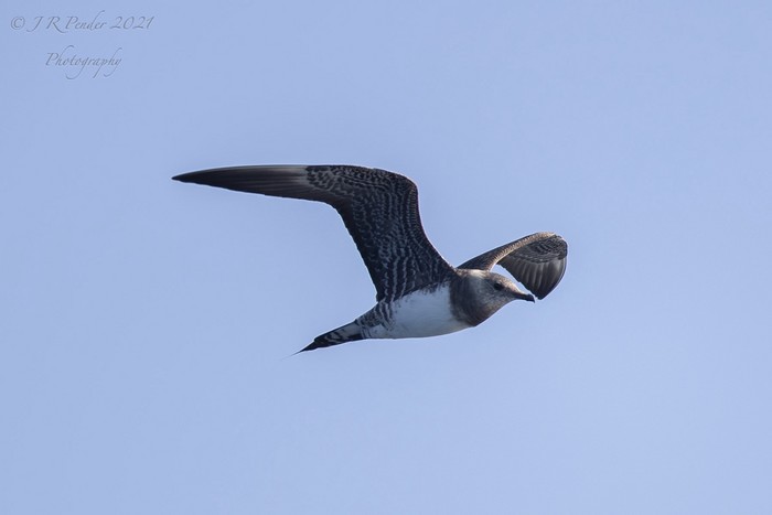 Long-tailed Skua