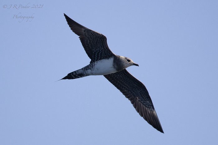 Long-tailed Skua