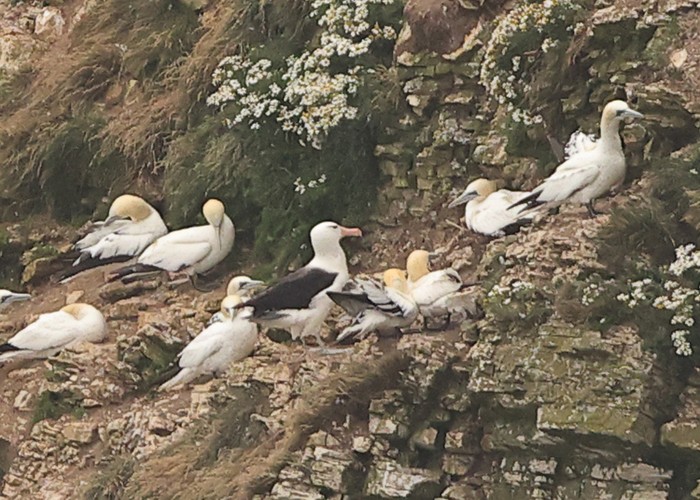 Black-browed Albatross