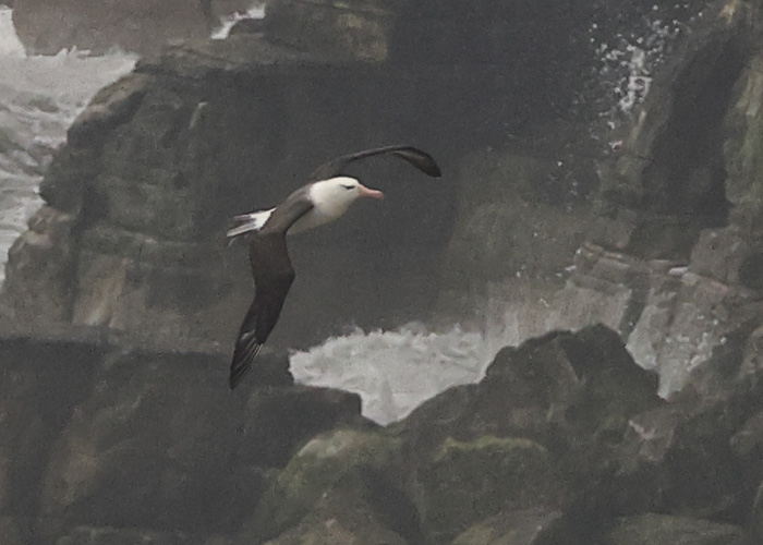 Black-browed Albatross