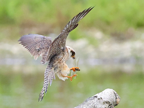 Red-footed Falcon