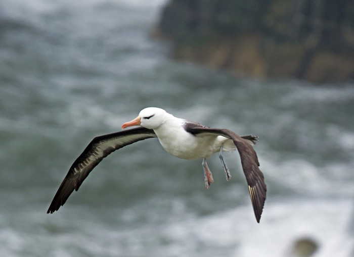 Black-browed Albatross