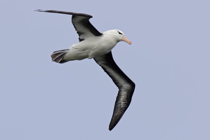 Black-browed Albatross