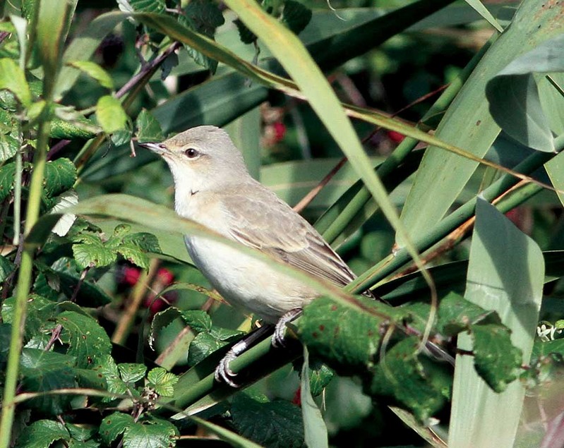 Barred Warbler