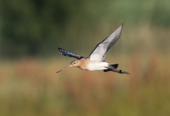 Continental Black-tailed Godwit