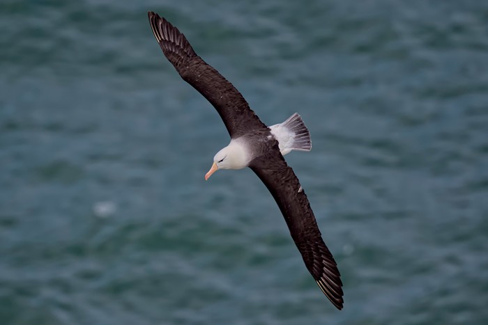Black-browed Albatross