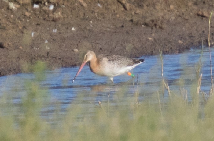 Continental Black-tailed Godwit