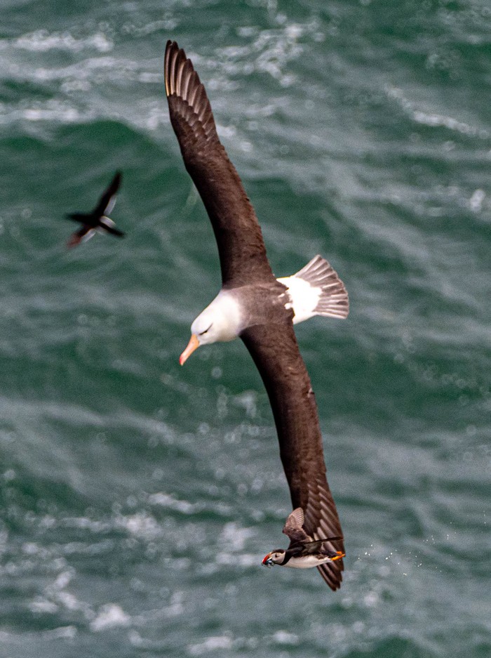 Black-browed Albatross