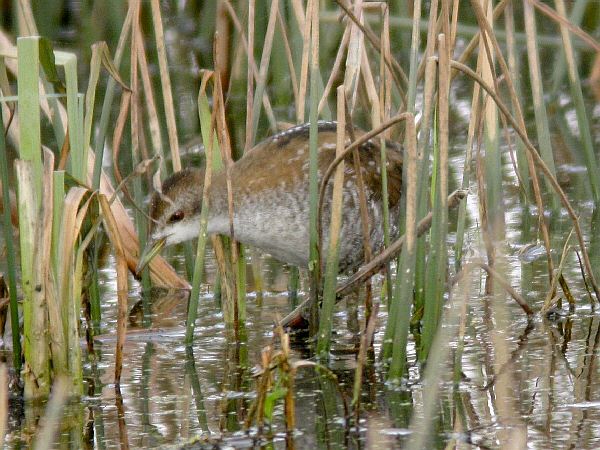 Little Crake