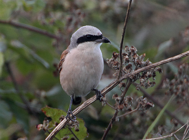 Red-backed Shrike