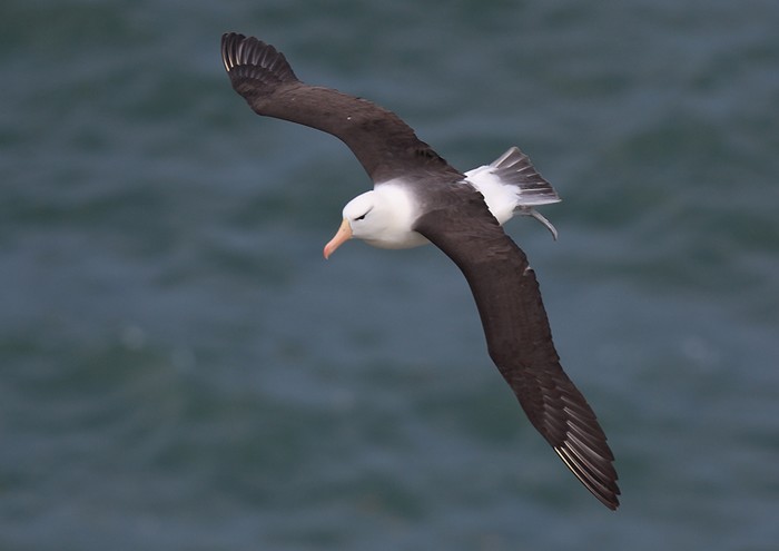 Black-browed Albatross