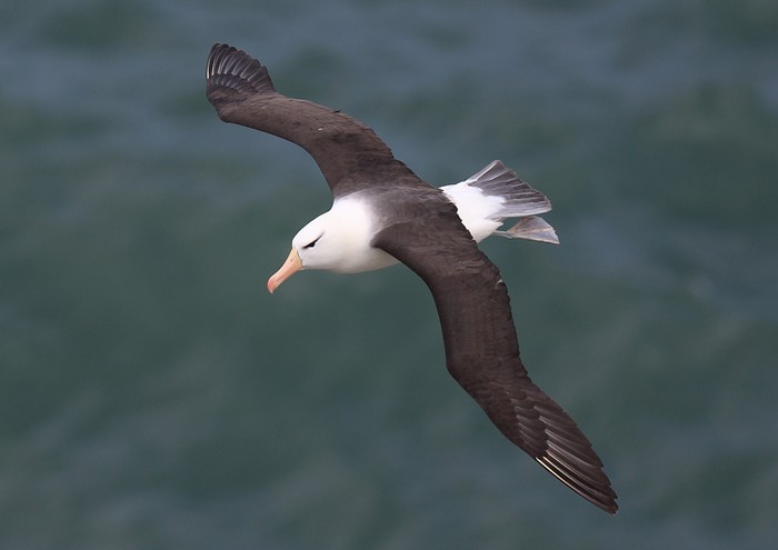 Black-browed Albatross