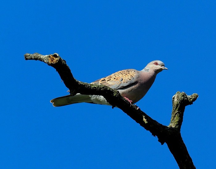 Turtle Dove