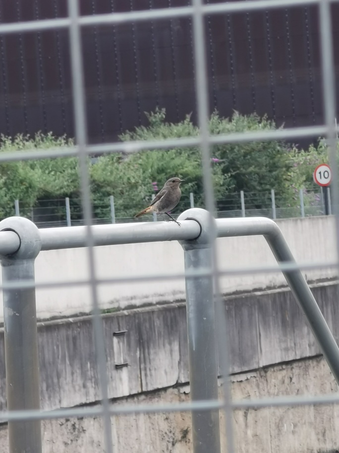 Black Redstart