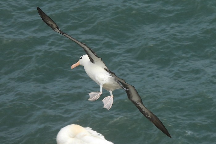 Black-browed Albatross