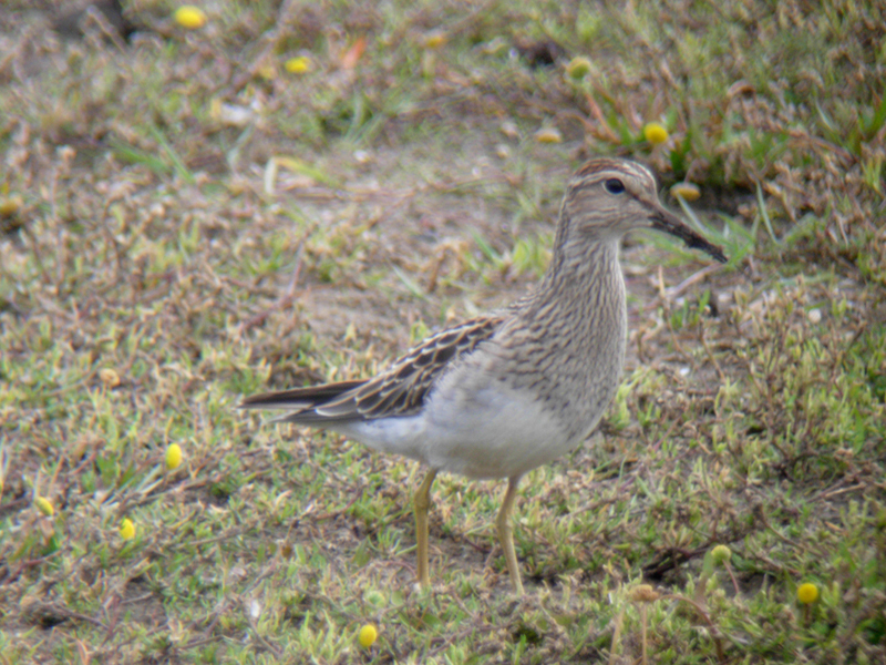 Pectoral Sandpiper