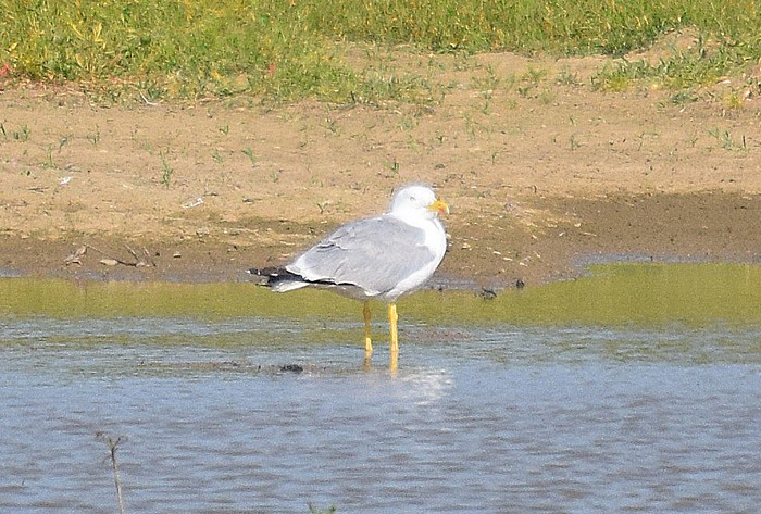 Yellow-legged Gull