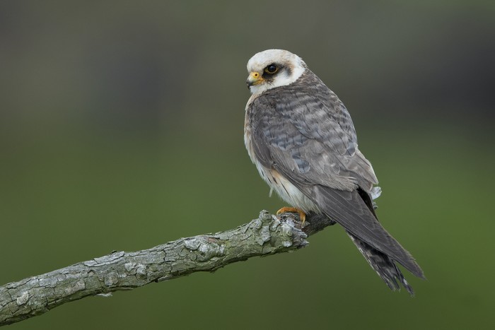 Red-footed Falcon