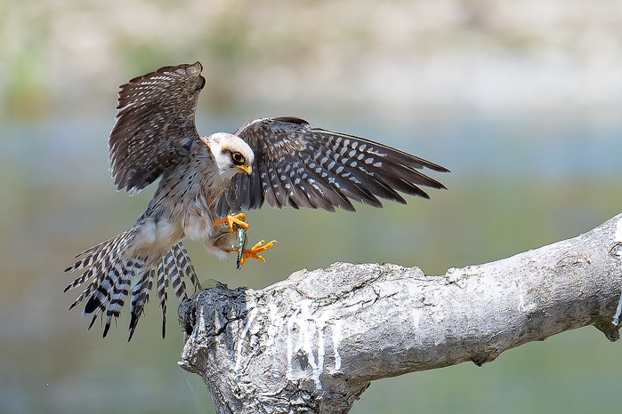 Red-footed Falcon