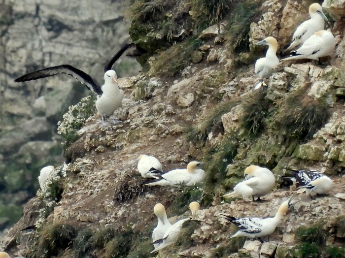 Black-browed Albatross