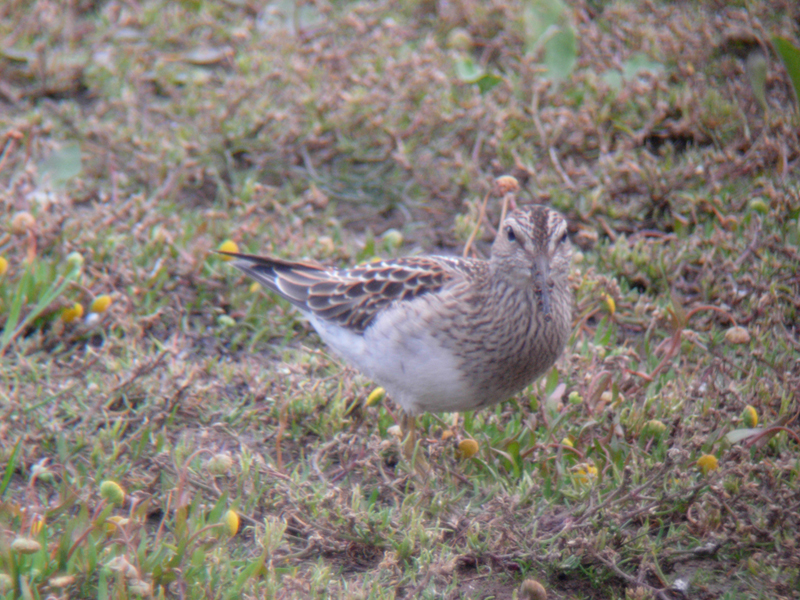 Pectoral Sandpiper