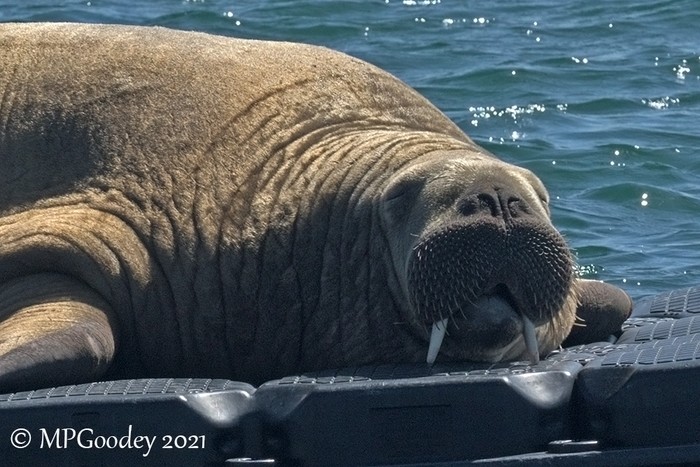 Walrus