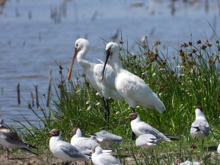 Spoonbill