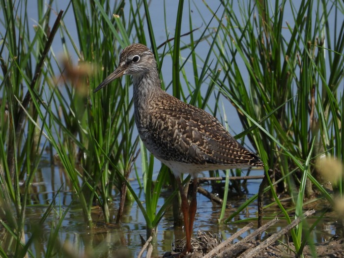 Redshank