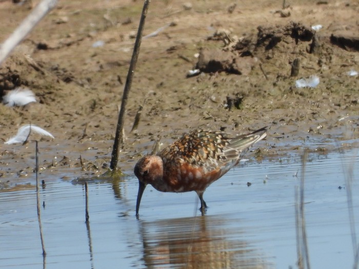 Curlew Sandpiper
