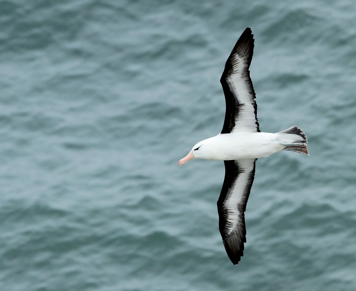 Black-browed Albatross