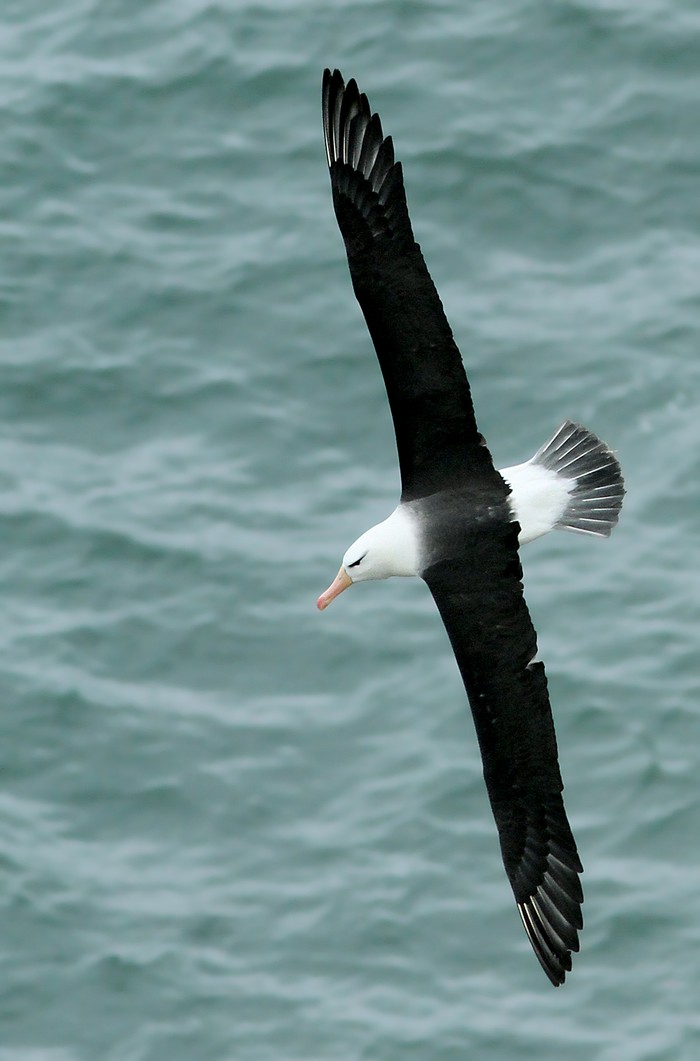 Black-browed Albatross