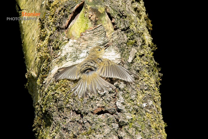 Chiffchaff