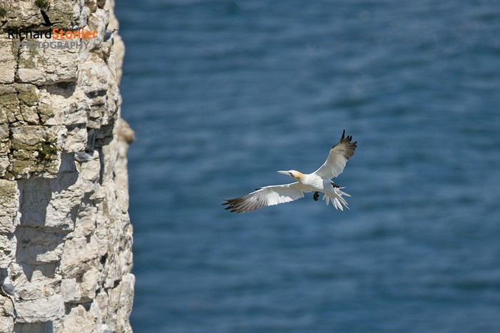 Gannet