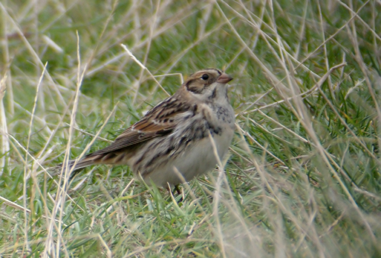 Lapland Bunting