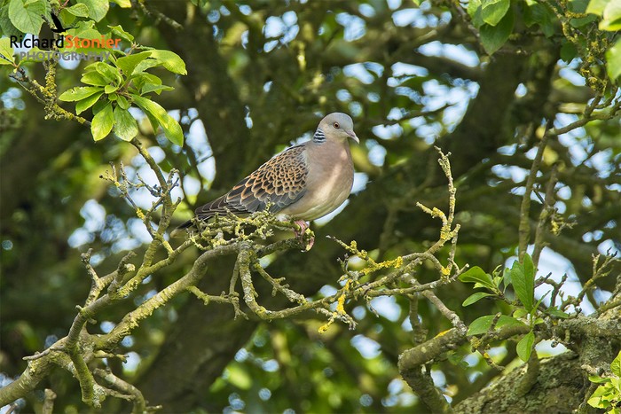 Oriental Turtle Dove