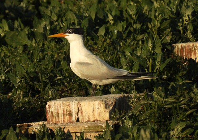 Elegant Tern